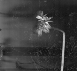 Visual Artist and Graphic Designer